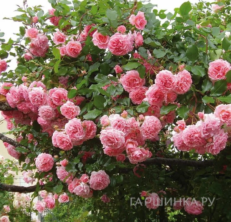 Роза Дрим Вивер