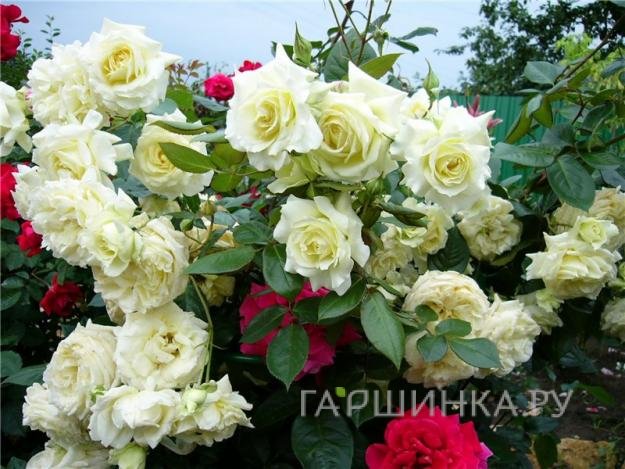 Роза Эльф плетистая, Топалович