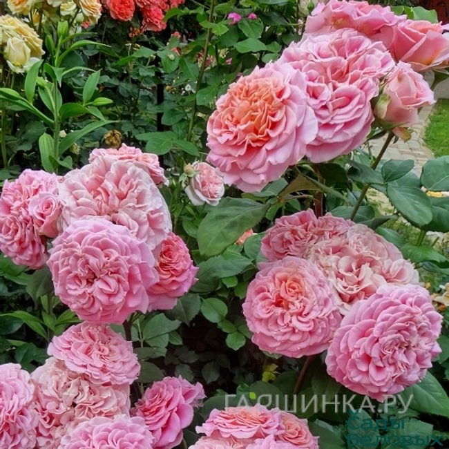 Роза Эшли