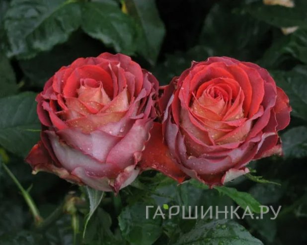 Роза Гиннес, Питомник роз