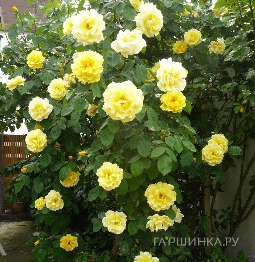 Роза Голден Шауэрс, Викс