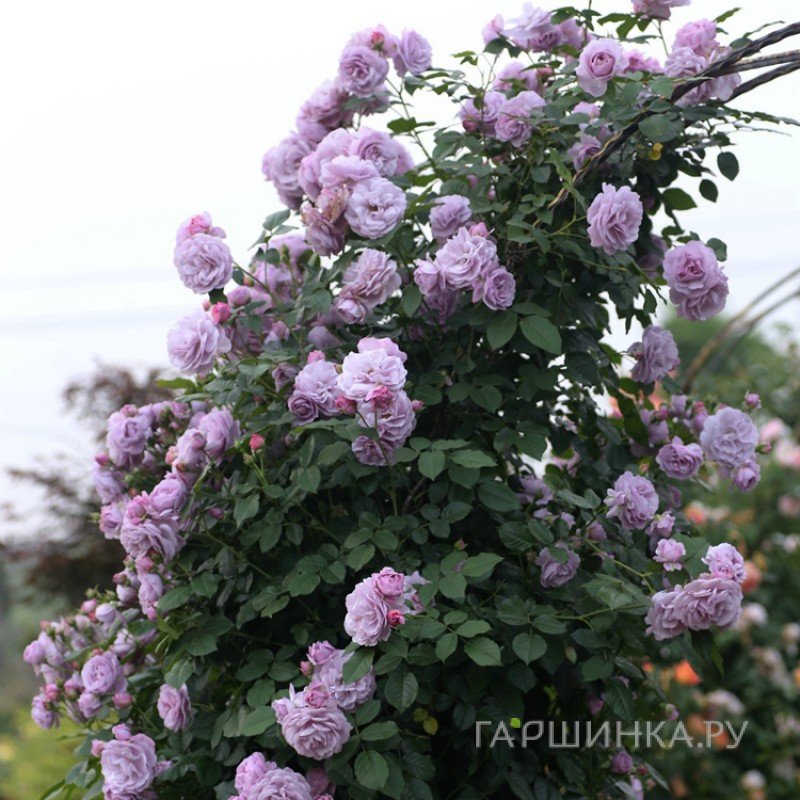 Роза Индиголетта, Кордес
