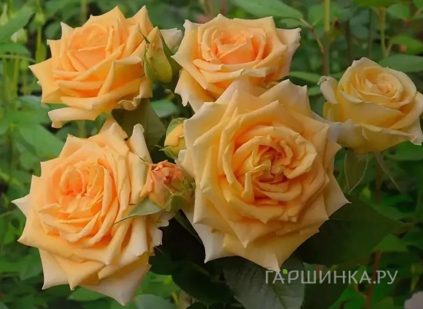Роза Капучино чайно-гибридная, Тантау