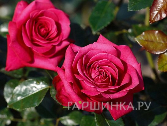 Роза Хот Эксплорер
