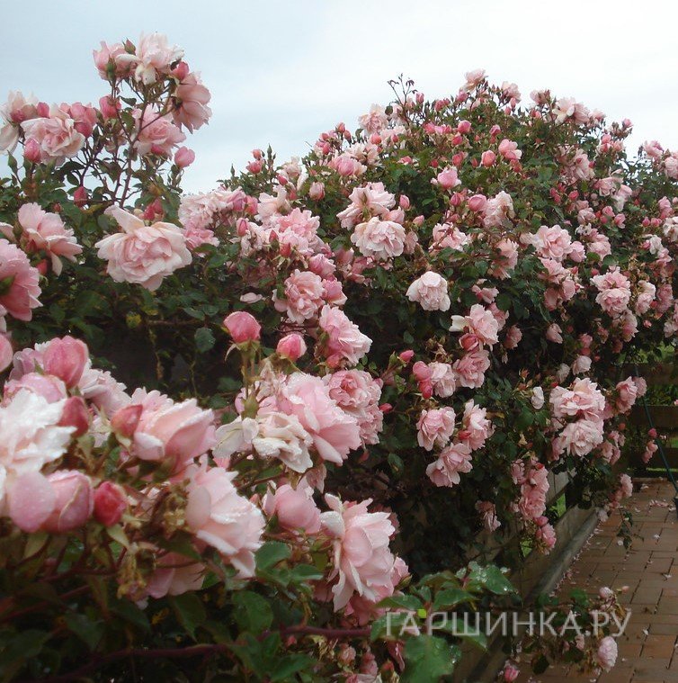 Роза Компэшн плетистая, Топалович