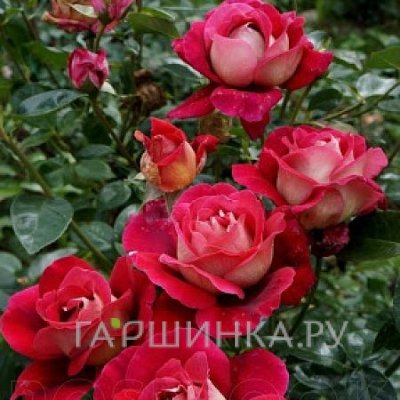 Роза Кроненбург, Питомник роз