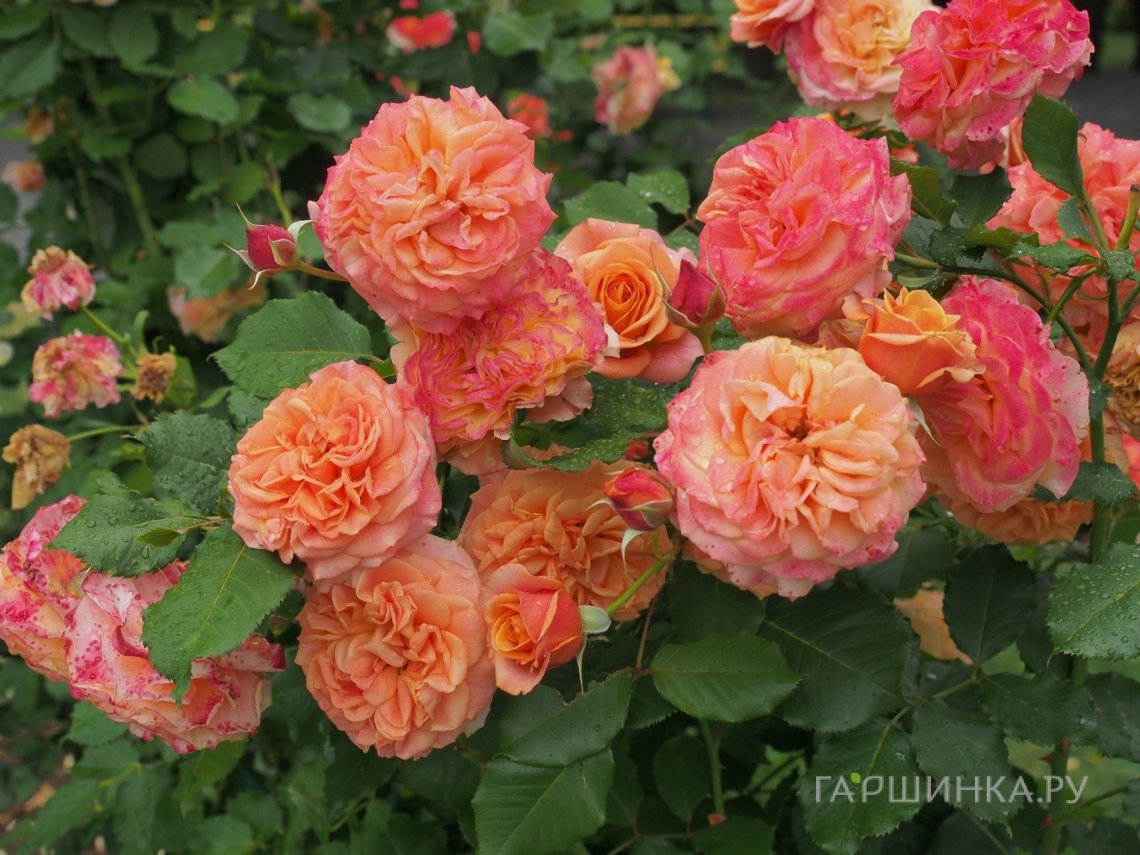 Роза Ла Вилла Котта кустарниковая, Топалович