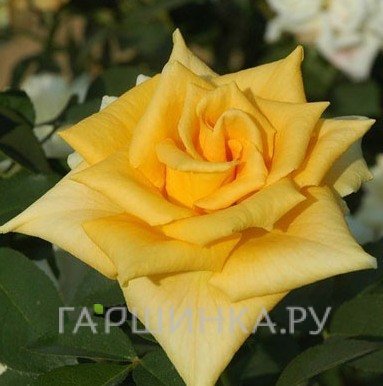 Роза Марко Поло чайно-гибридная, Imperial Rose