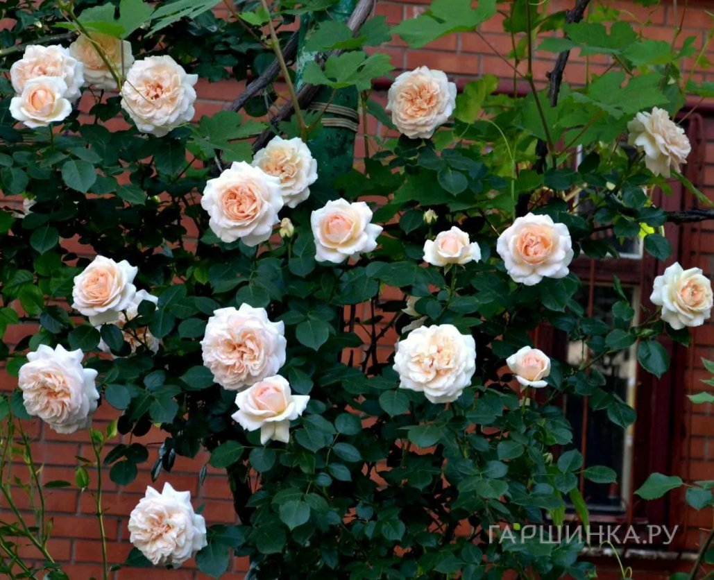 Роза Пенни Лайн, Харкнесс