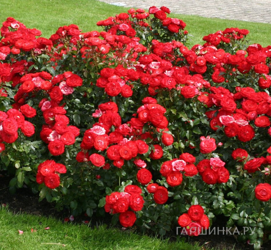 Роза Плантен Ун Блюмен флорибунда, Кордес