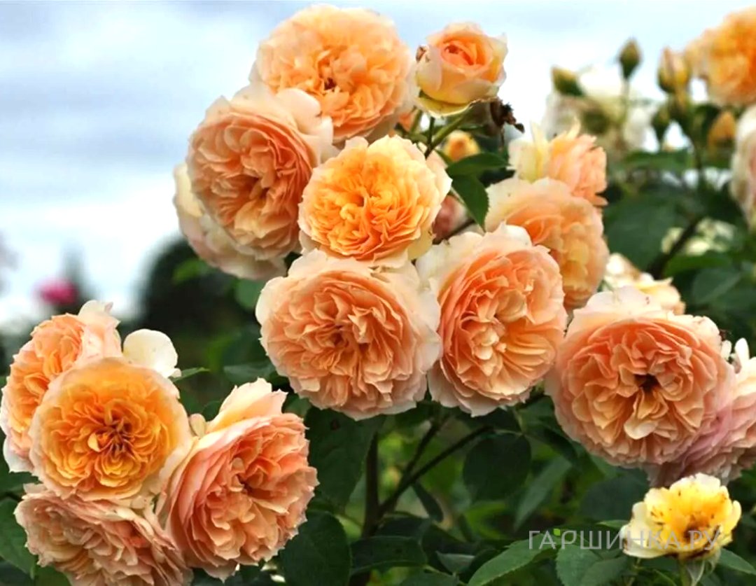 Роза Полька плетистая, Imperial Rose