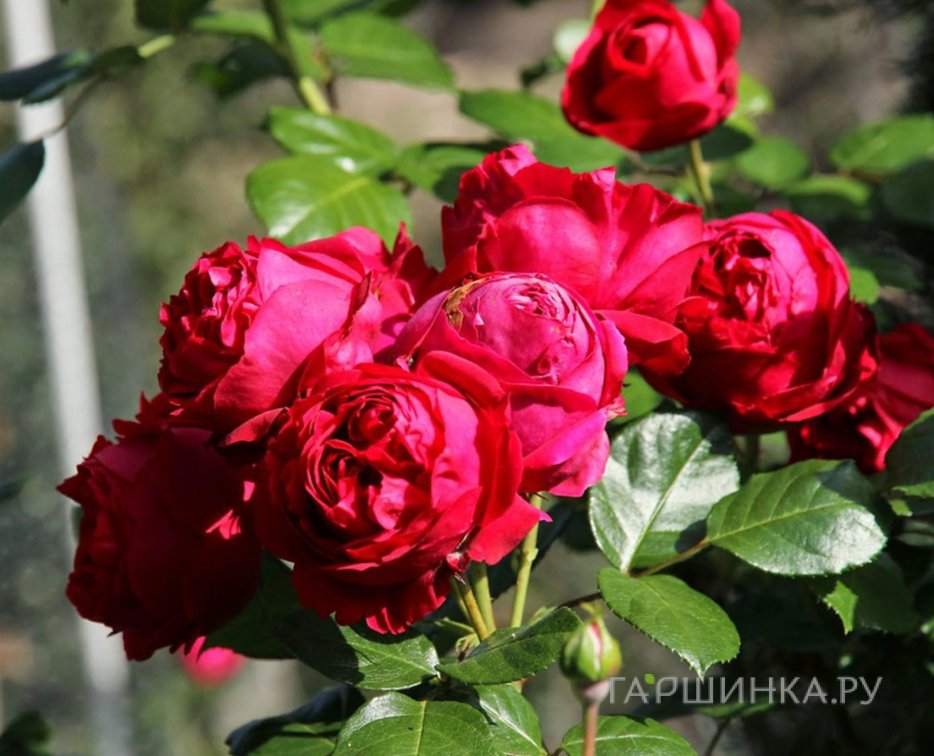 Роза Ред Эден Роуз, Мейян