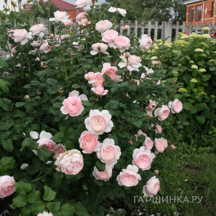 Роза Сант Свизан, Д.Остин кустарниковая
