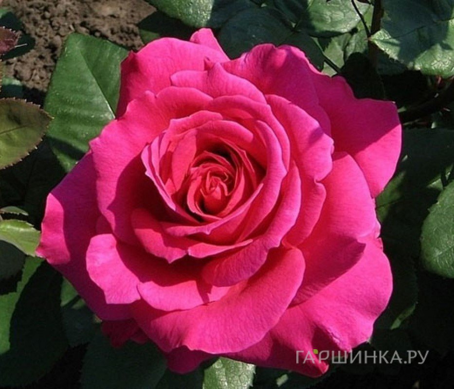 Роза Шакира чайно-гибридная, Питомник роз