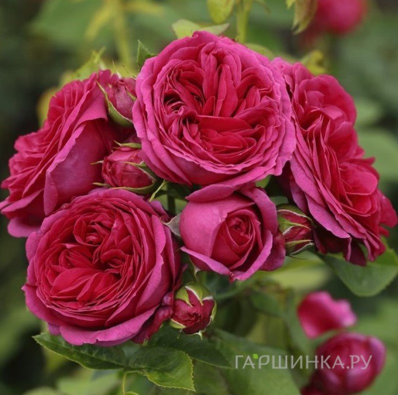 Роза Софи Луиза чайно-гибридная, Тантау (лиц)