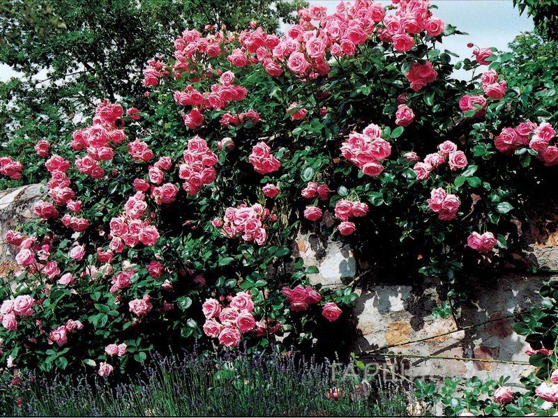 Роза Темпера плетистая, Imperial Rose