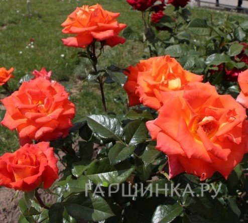 Роза Верано