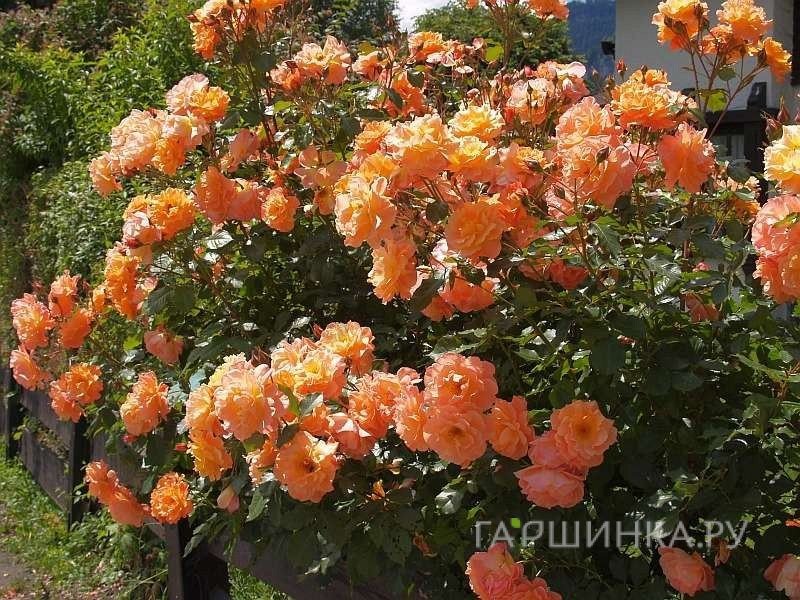 Роза Вестерленд кустарниковая, Топалович
