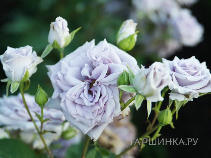 Роза Замок Черники
