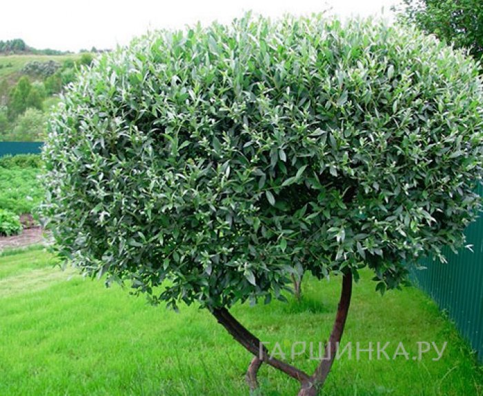 Ива Карликовая