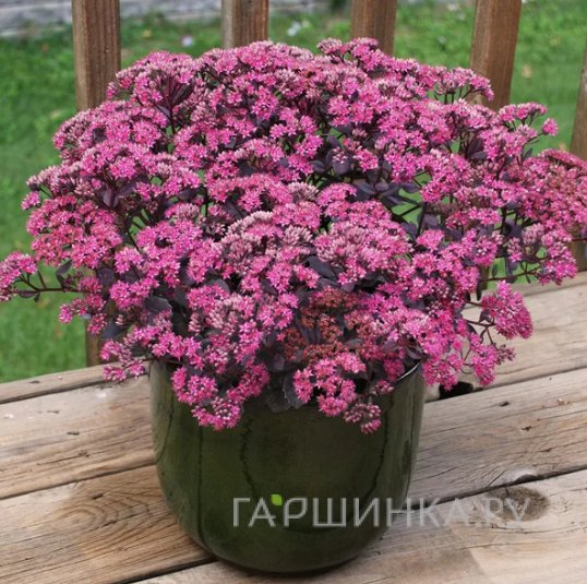 Очиток (седум) Седакшн Роуз Соурей