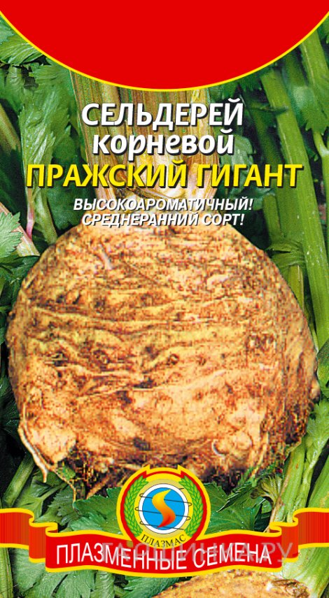 Семена Сельдерей корневой Пражский Гигант, 0,45 гр, Плазменные семена