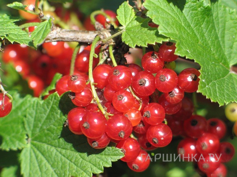 Смородина Пурпурная красная (крупная ягода)