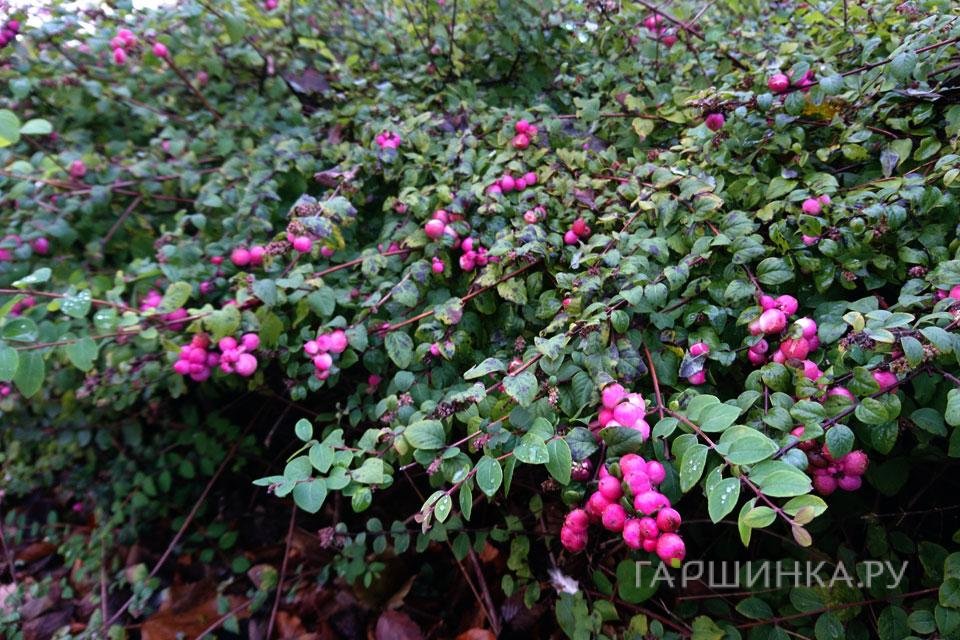 Снежноягодник Хенаульта Хенкок