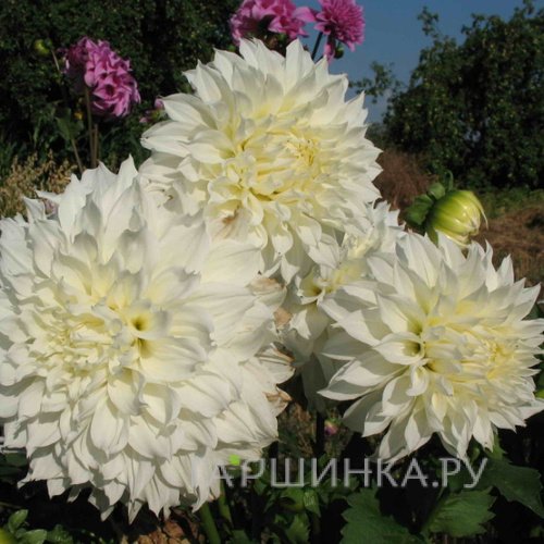 Георгина Вайт Перфекшн (МАКСИ) декоративная