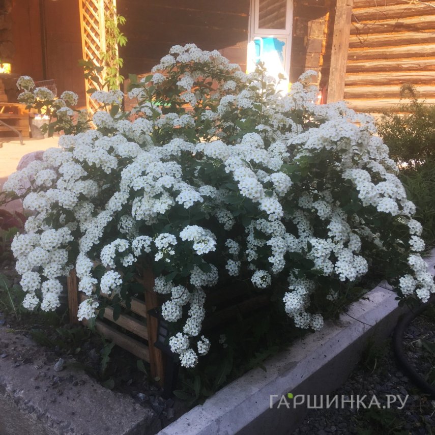 Спирея вангутта
