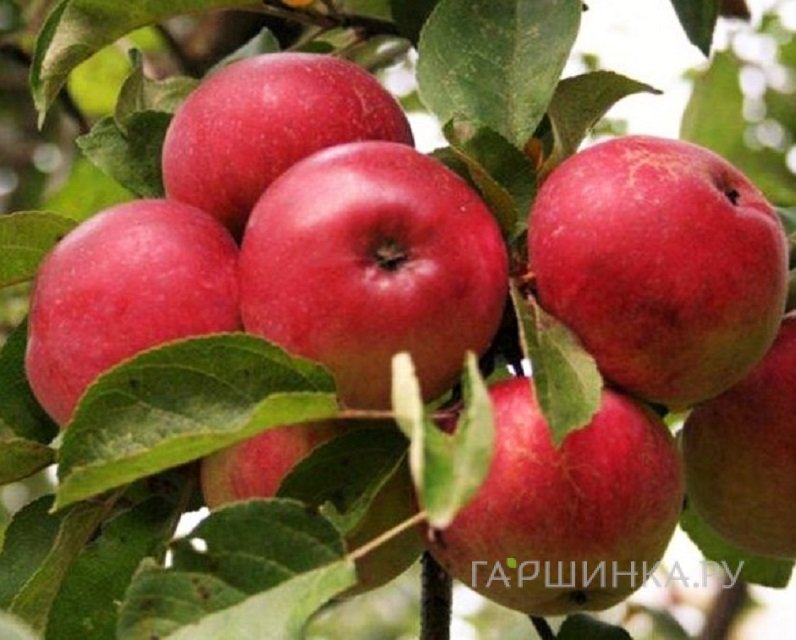 Яблоня Пасхальное