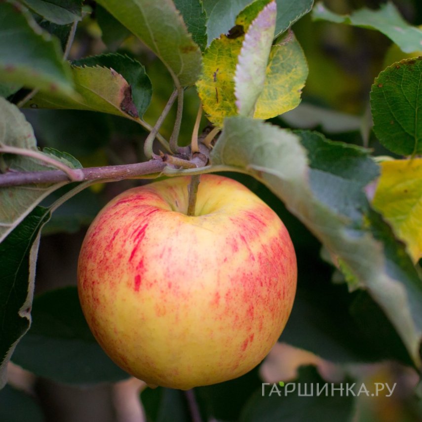 Яблоня Бессемянка Баранцевой