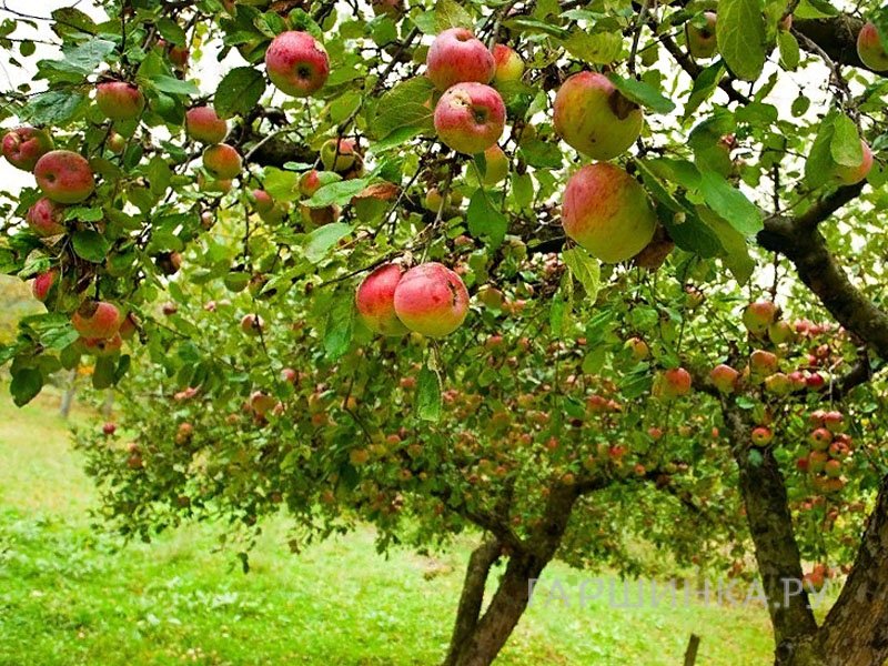 Яблоня Коробовка