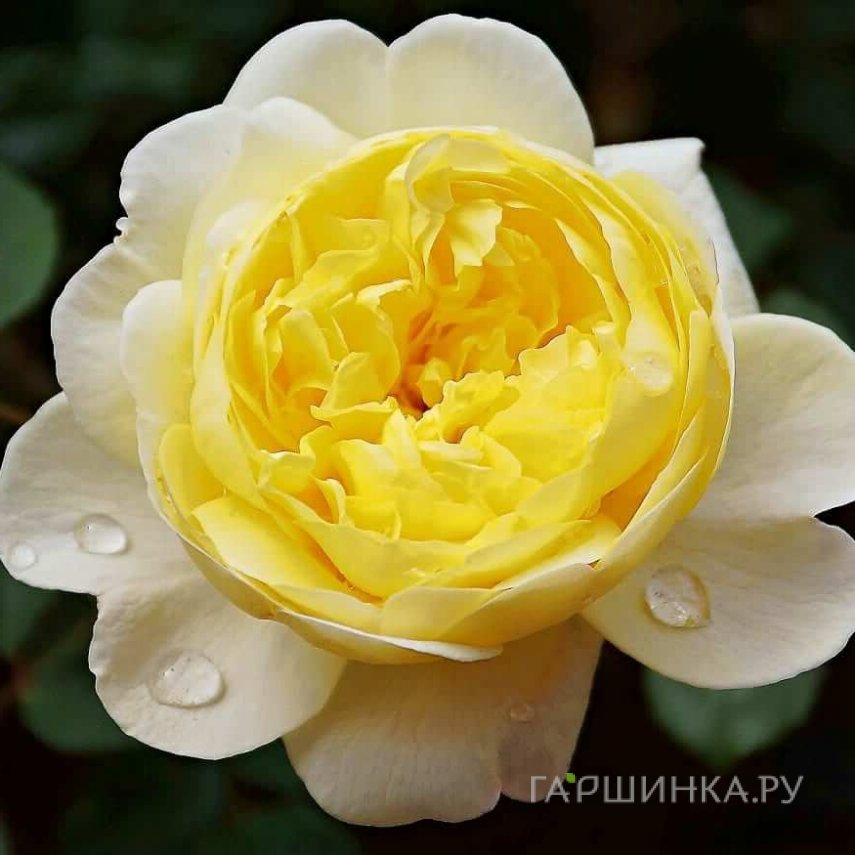 Роза Поэтс Вайф