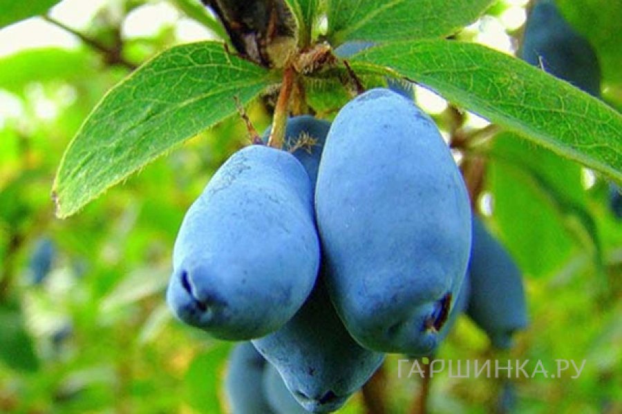 Жимолость Васюганская