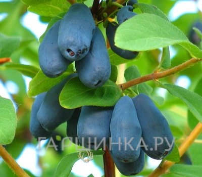 Жимолость Зинри