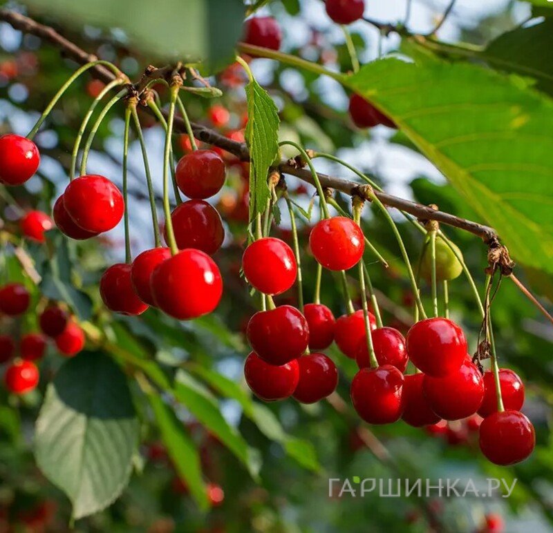 Вишня Изобильная
