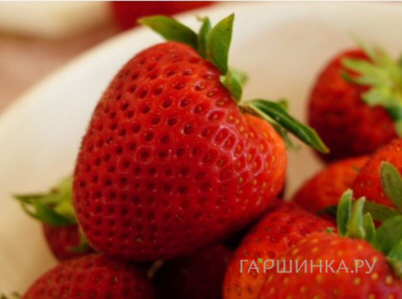 Клубника Первоклассница