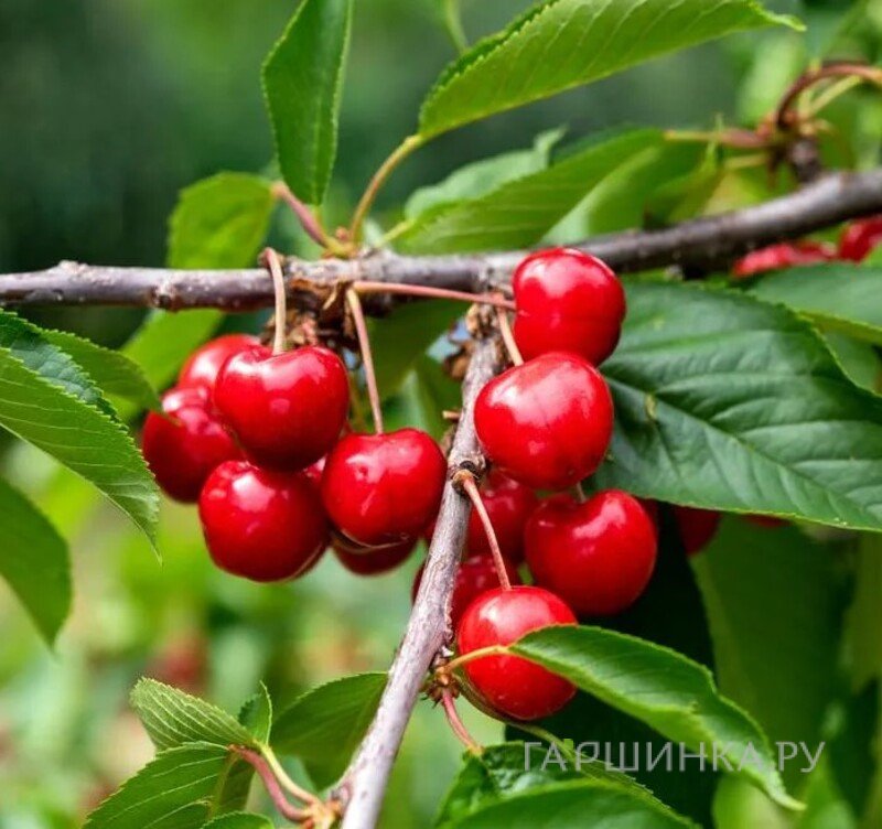 Вишня Кубенская