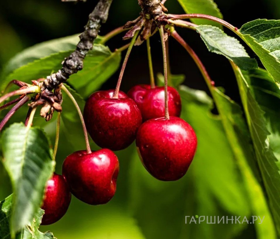 Вишня Ашинская