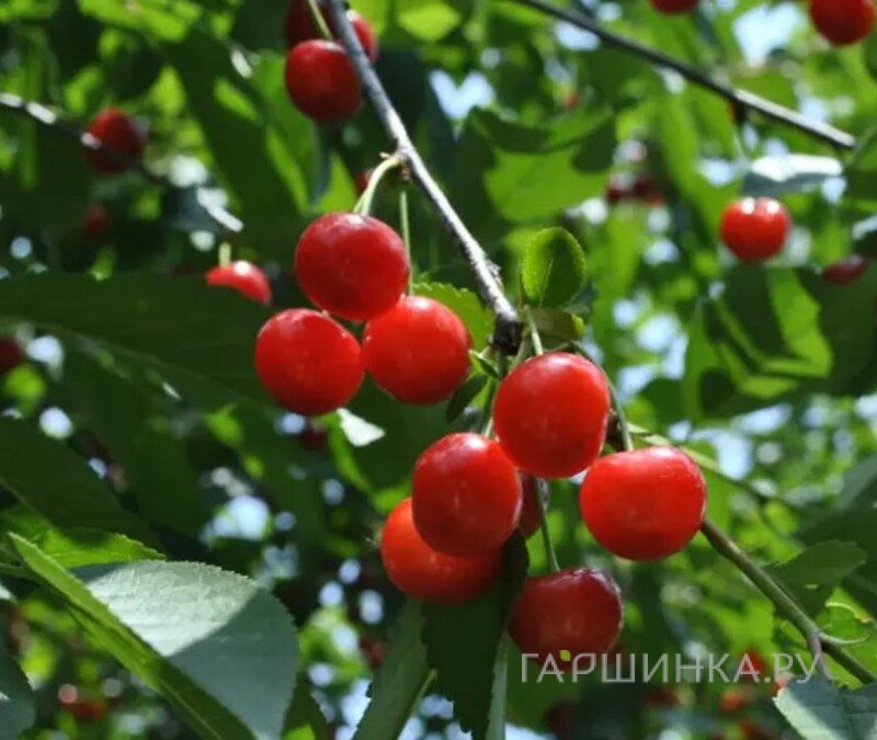 Вишня Фея