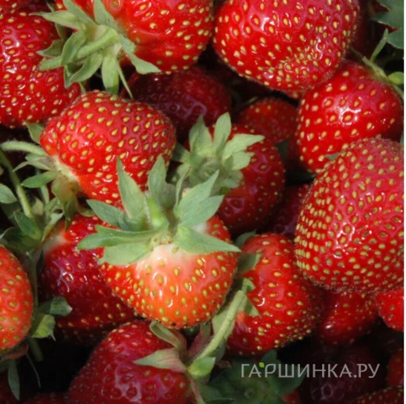 Клубника Кент 3 шт