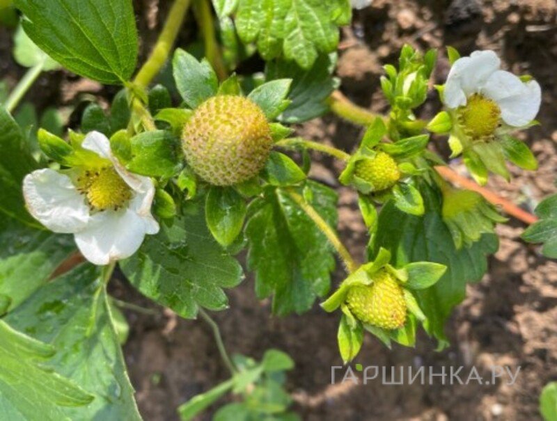 Клубника Брилла