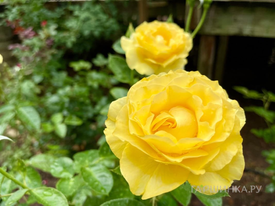 Роза Дорис Дэй флорибунда, Imperial Rose