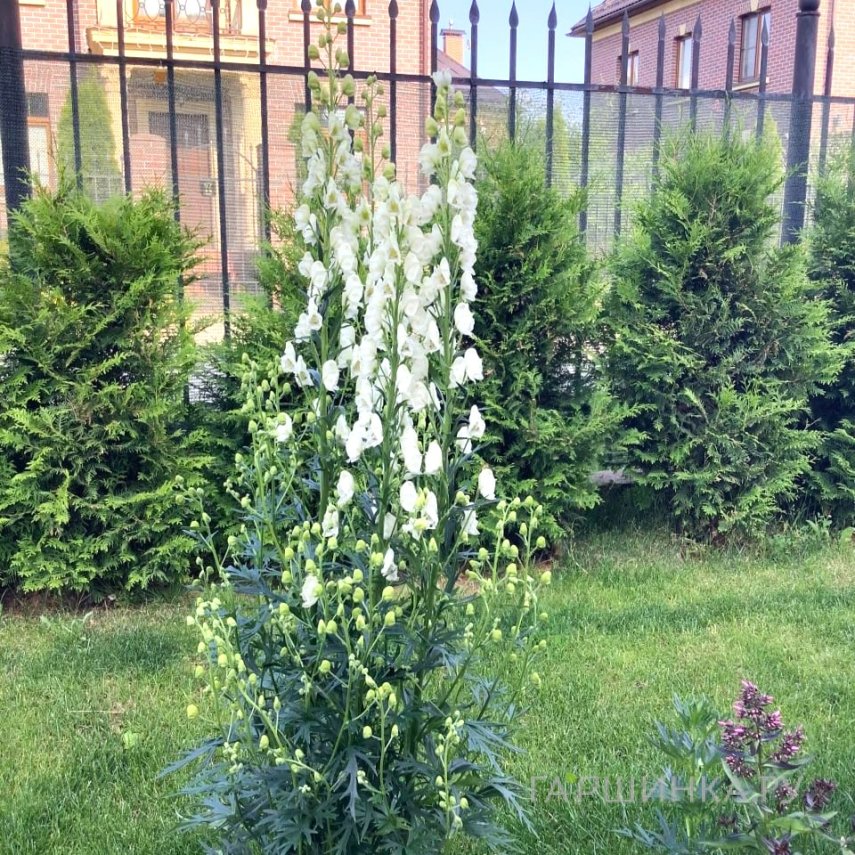 Аконит клобучковый Шнеевитхен