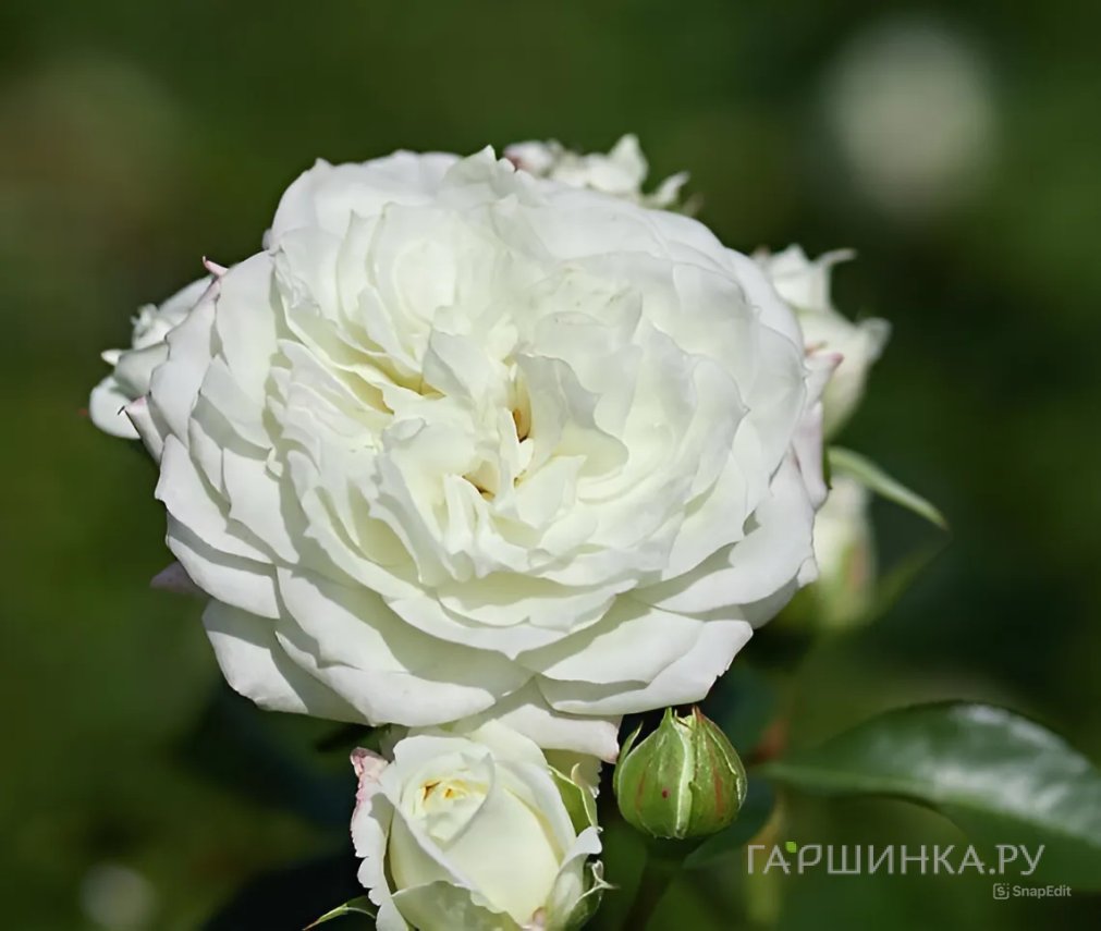 Роза Алабастер