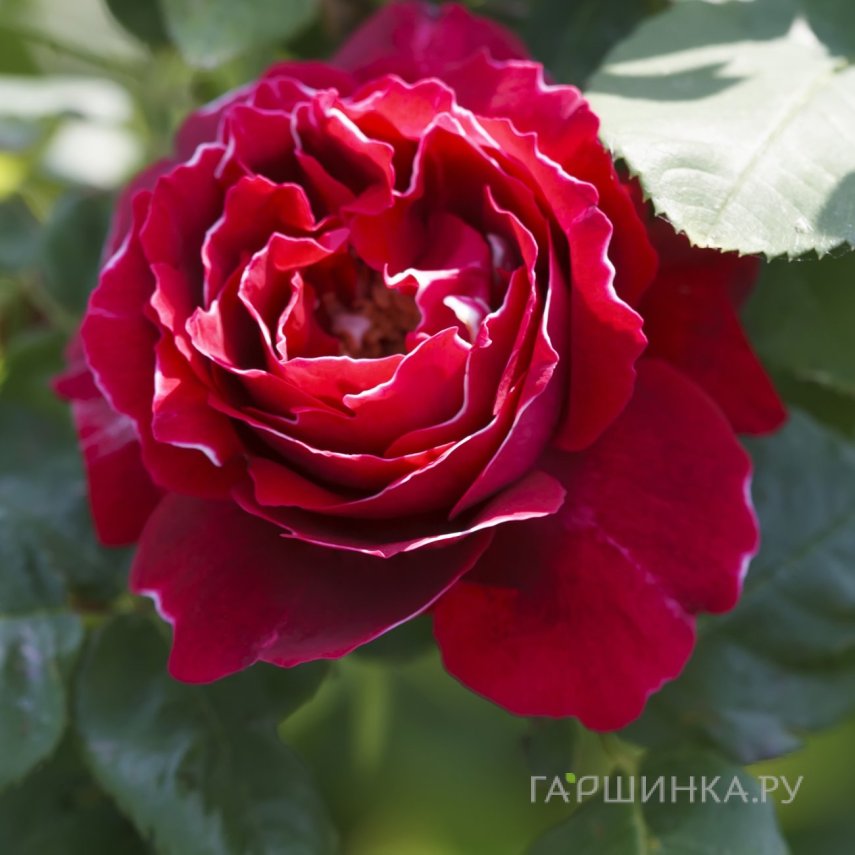 Роза Барон Жиро Де Лен, Питомник роз