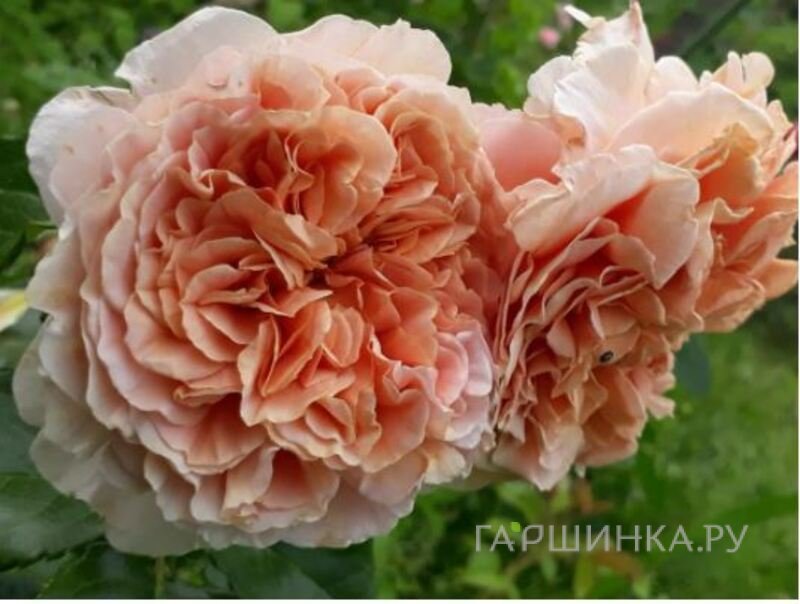 Роза Бель Де Анжу шраб