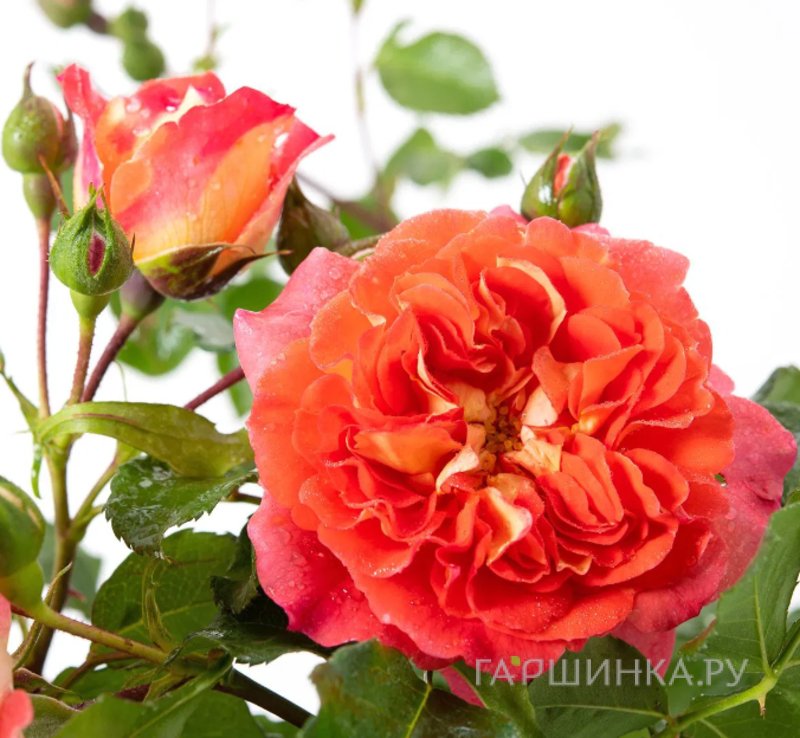 Роза Братья Гримм флорибунда