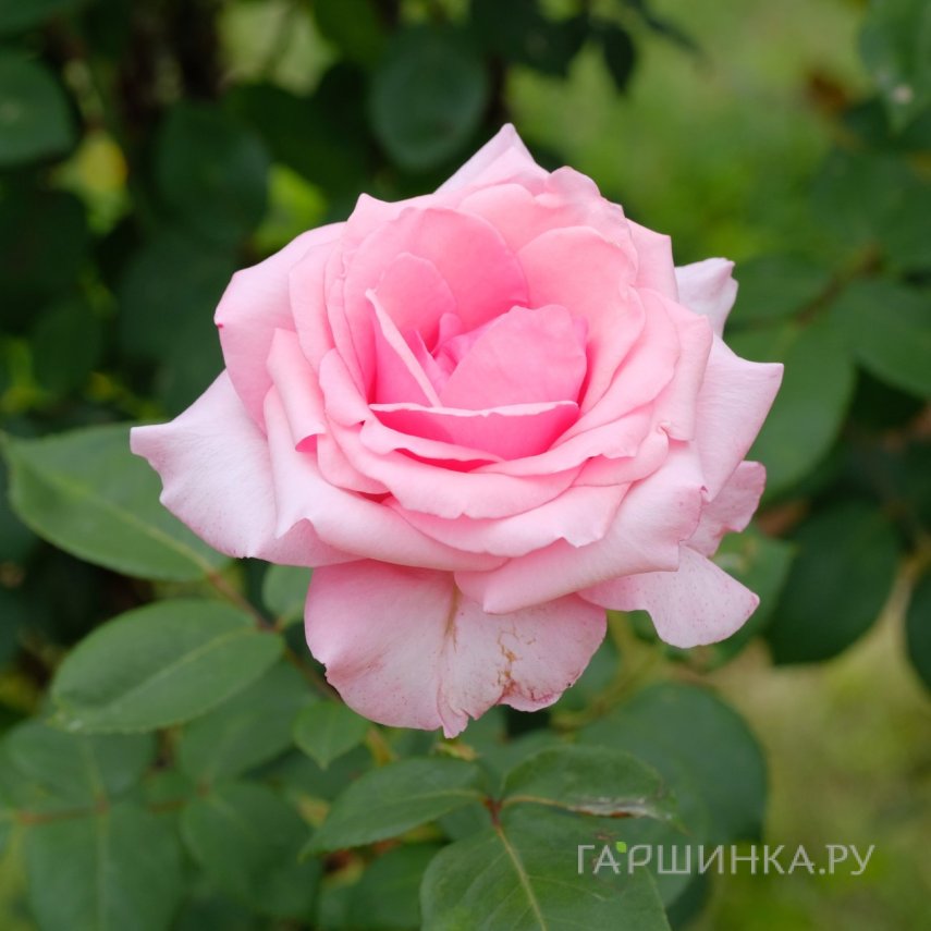 Роза Карина